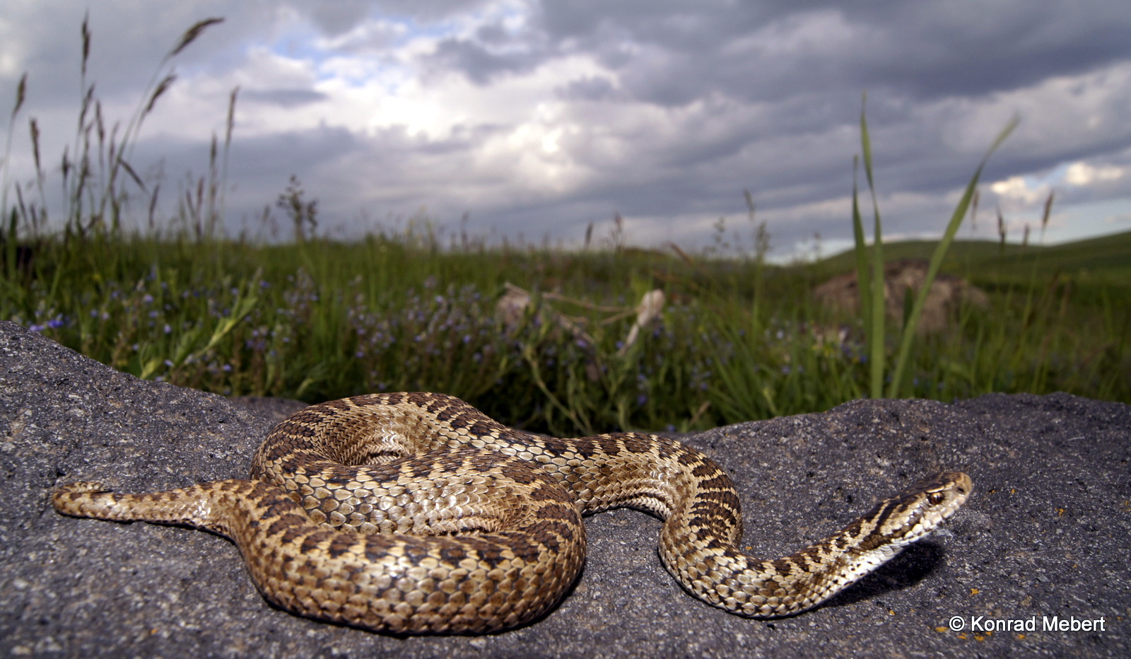 Eastern Darevsky's Viper (Vipera d. darevskii) (4)